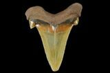 Serrated, Fossil Auriculatus Tooth - North Carolina #173782-1